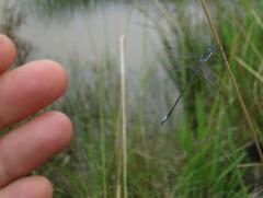 Lestes plagiatus