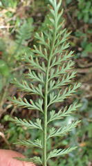 Asplenium rutifolium