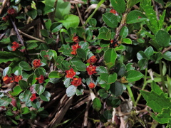 Jacy Chen, CC BY, iNaturalist via GBIF Cotoneaster subadpressus, photograph Jacy Chen, CC BY, iNaturalist via GBIF