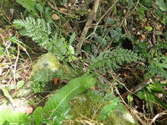 Asplenium rutifolium