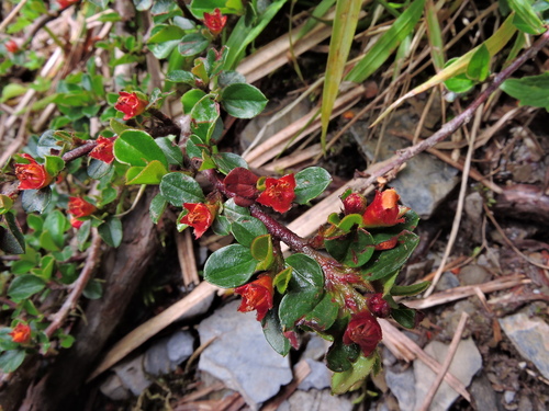Cotoneaster subadpressus