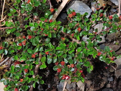 Cotoneaster subadpressus, photograph Jacy Chen, CC BY, iNaturalist via GBIF