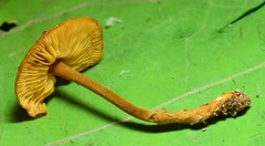 Xeromphalina tenuipes image