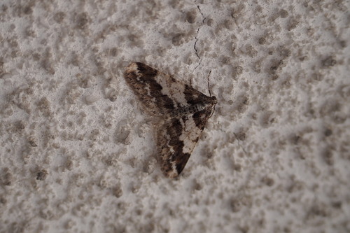 Spring Usher Moth