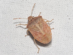 Thyanta pallidovirens