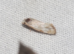 Platphalonidia plicana