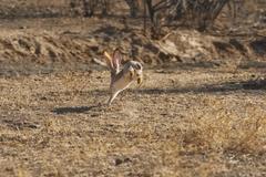 Lepus saxatilis subrufus