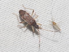 Ozophora occidentalis