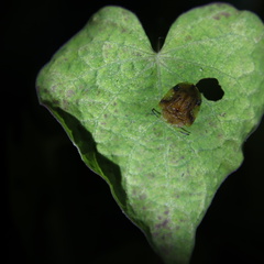 Laccoptera nepalensis