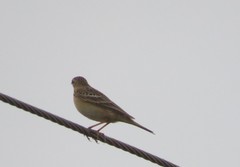 Anthus godlewskii