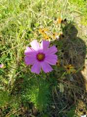 Cosmos bipinnatus