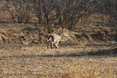 Lepus saxatilis subrufus