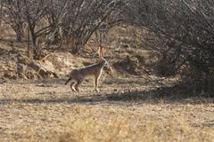 Lepus saxatilis subrufus