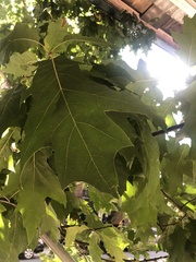 Quercus