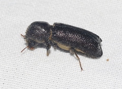 Amphicerus cornutus