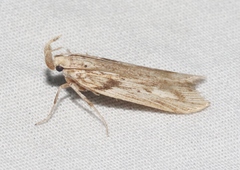 Metopleura potosi