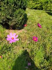 Cosmos bipinnatus