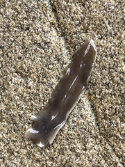 Leptoplanoidea