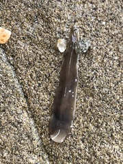Leptoplanoidea