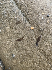 Leptoplanoidea