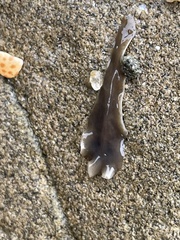 Leptoplanoidea