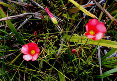 Oxalis pendulifolia