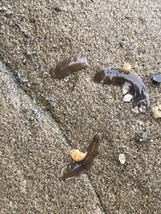 Leptoplanoidea