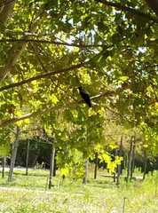 Corvus cornix