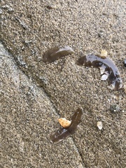 Leptoplanoidea