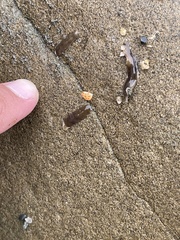 Leptoplanoidea