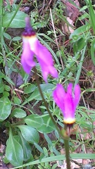 Dodecatheon