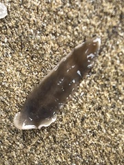 Leptoplanoidea
