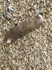 Leptoplanoidea