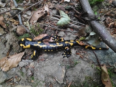 Salamandra salamandra