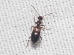 Ischyropalpus nitidulus