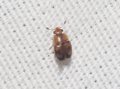 Epuraea ocularis