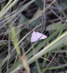 Lychnosea intermicata