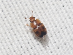 Epuraea ocularis