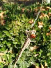 Coccinella septempunctata