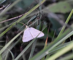 Lychnosea intermicata