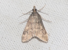 Loxostegopsis xanthocrypta