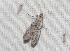 Phycitodes mucidella