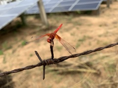Trithemis kirbyi