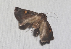Adelphagrotis indeterminata
