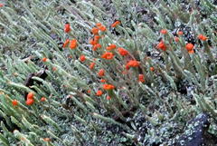 Cladonia floerkeana image