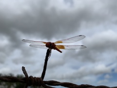Trithemis kirbyi