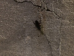 Periplaneta fuliginosa