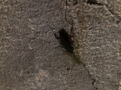 Periplaneta fuliginosa