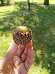 Quercus