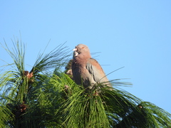 Patagioenas flavirostris